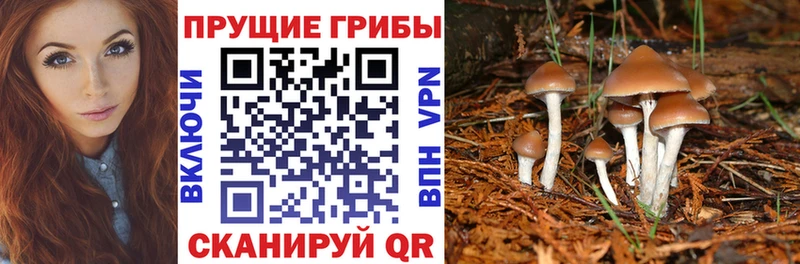 Псилоцибиновые грибы Cubensis  Лянтор 